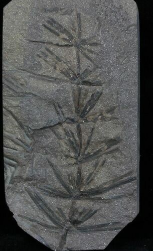 Pennsylvanian Horsetail (Asterophyllites) Fossil - France #31964